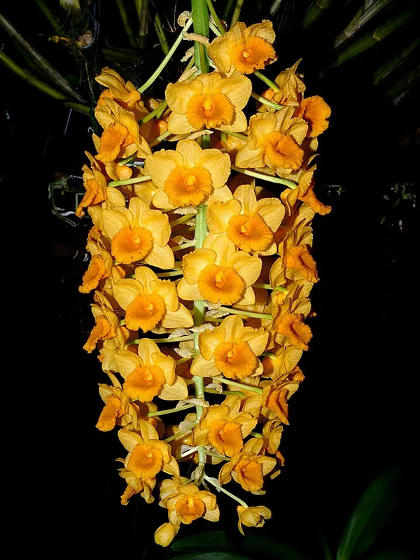 Dendrobium_densiflorum